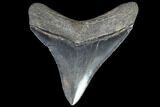 Serrated, Fossil Megalodon Tooth - Georgia #88671-2